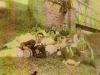 digitalizar0029